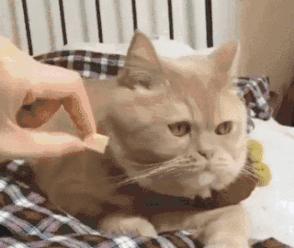 到底是养一只猫好还是养两只,养一只猫好一点还是两只猫好一点