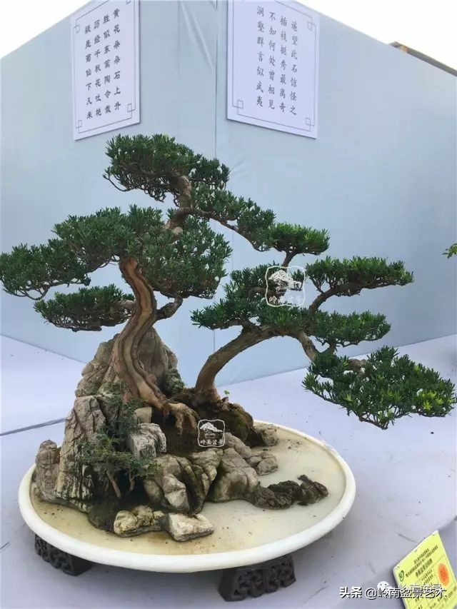 鎺㈡灊妞嶇墿,鎺㈡灊