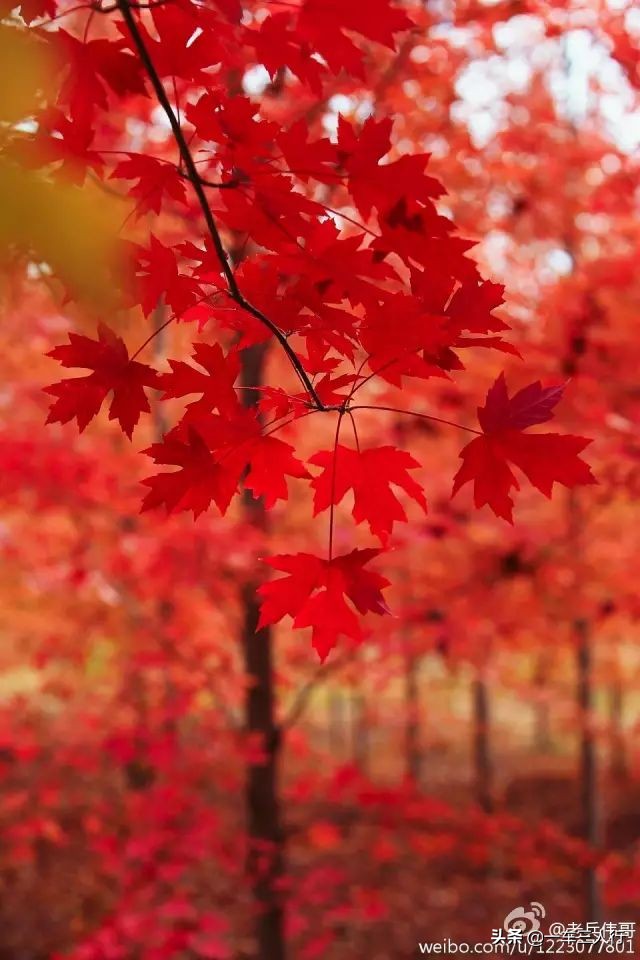 大连有一个蓝色的小城堡景点,大连秋季旅游景点攻略大全