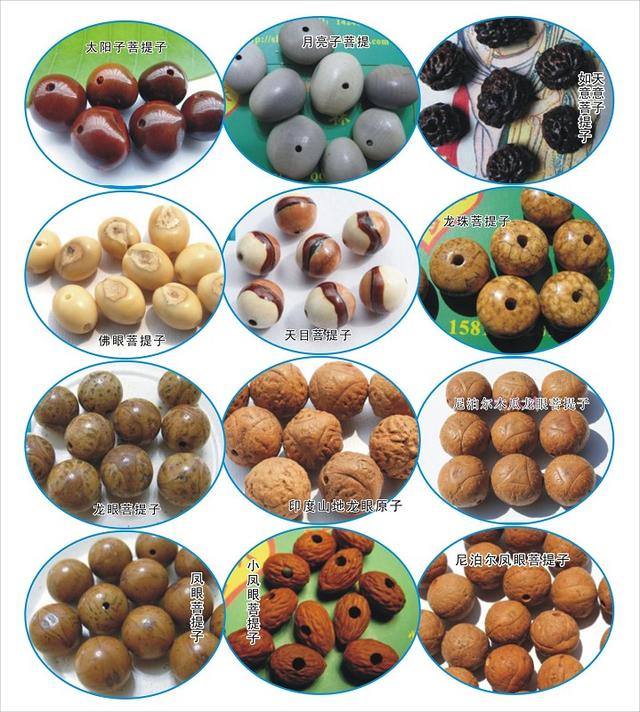 小金刚菩提桩型分类,菩提的意义和寓意