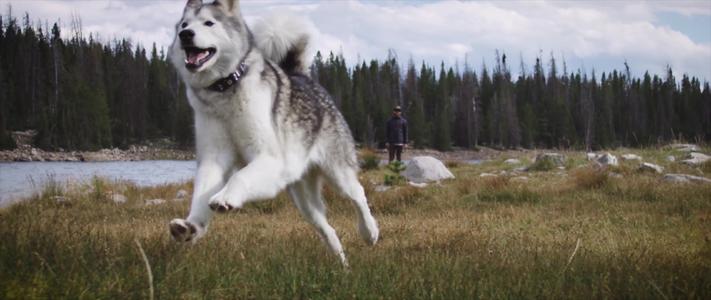 哈士奇为什么一直高高在上,为什么哈士奇每天都显得这么傻