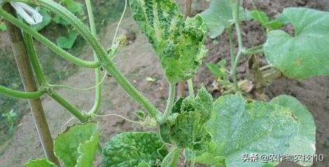 甜瓜品种更香更甜更高产易栽培,冬季大棚甜瓜高产栽培技术