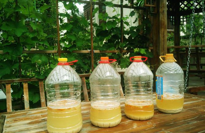 橘子皮泡水养花得泡多长时间,橘子皮怎么泡养花