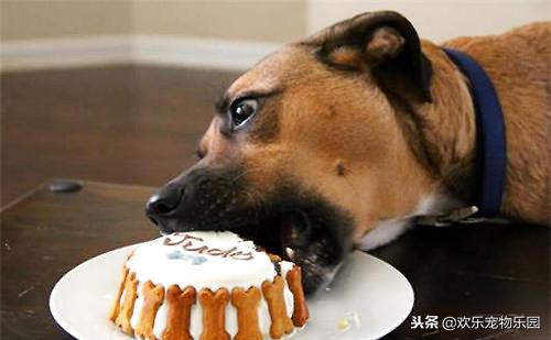 狗狗吃咸了有什么危害,狗狗吃太多有什么危害