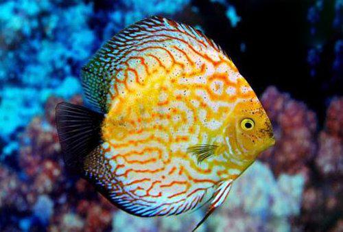 世界上最漂亮的鱼第一名,世界上最漂亮的十大鱼排名