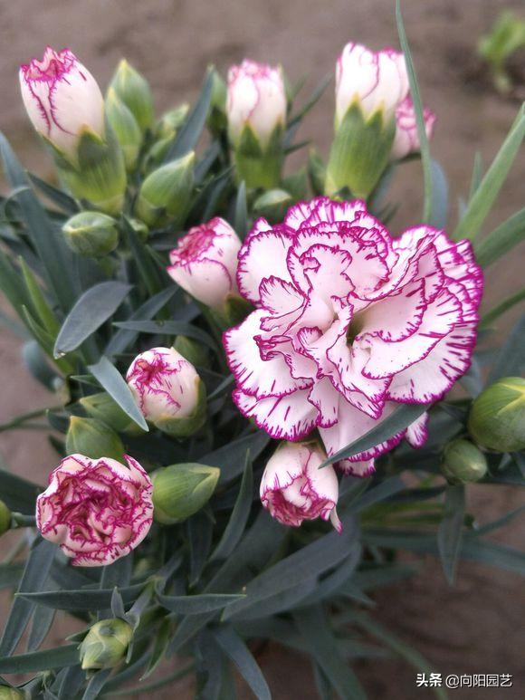 磷钾肥浇康乃馨,养康乃馨需要每天换水吗