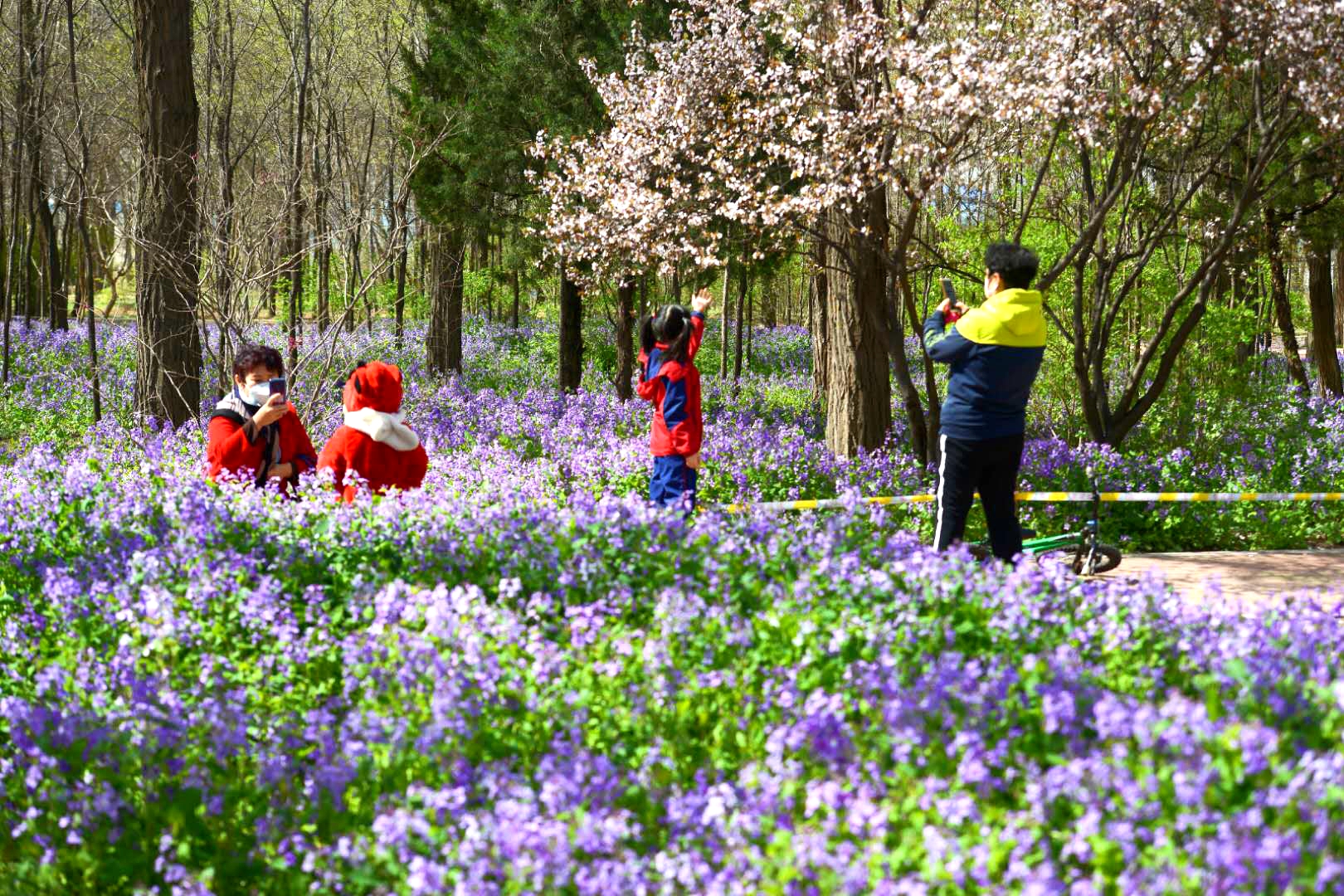 上热门来胶州郁金香花海赏花,胶州植物园郁金香盛开