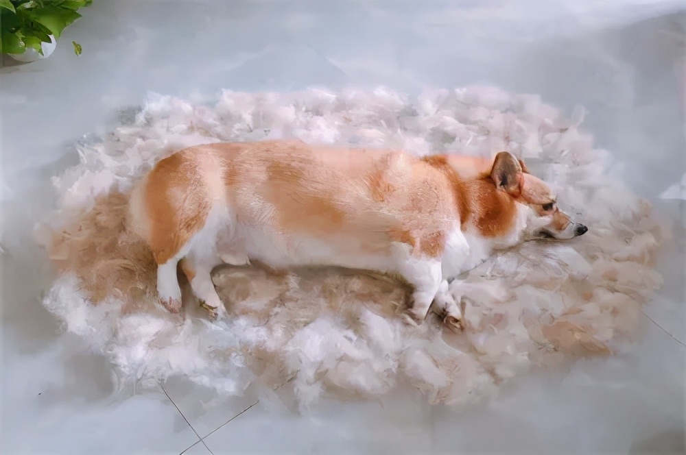 狗本来不掉毛却突然开始掉毛,狗狗身上毛秃了一块