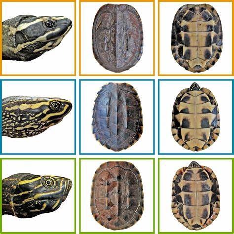 匠志萌宠乐园教学,匠志萌宠