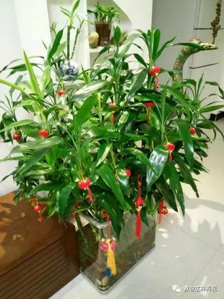 养富贵竹单数还是双数有什么讲究,富贵竹养几根有讲究吗