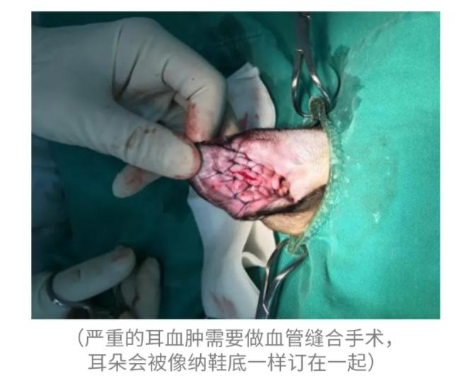 猫耳螨导致耳朵溃烂,猫咪耳螨引起耳血肿怎么办