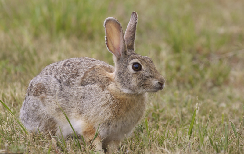 养兔学堂常见兔病防治顺口溜,养兔技术提高肉兔产肉率高的措施