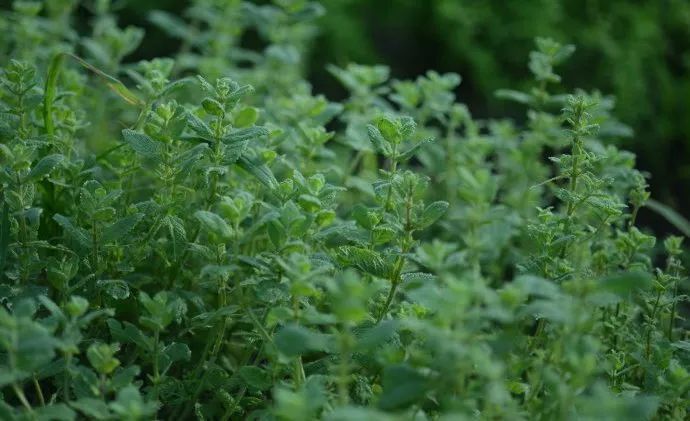 驱蚊草真的可以驱蚊子吗,驱蚊草能治蚊虫吗