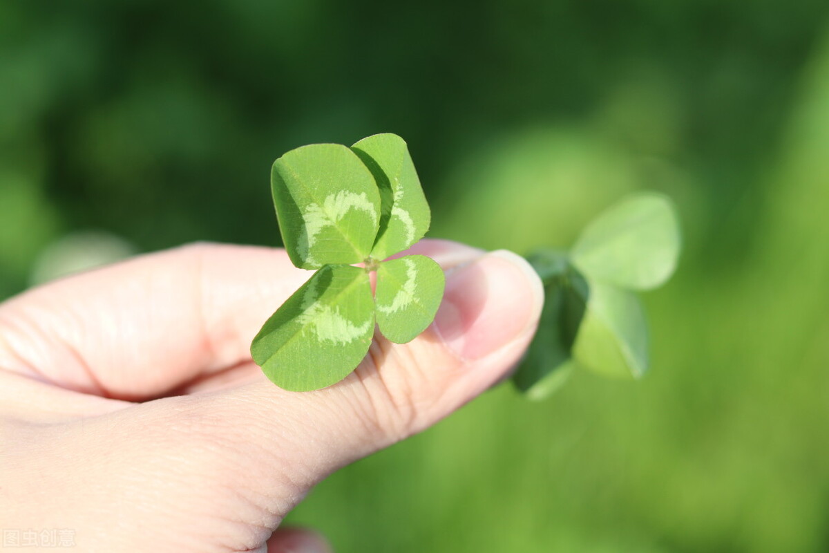 100种常见园林图鉴,列举20类不同的园林花卉