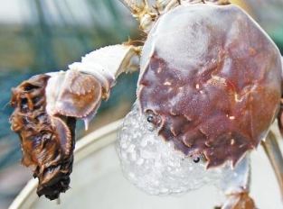 江蟹几月份开始捕,江蟹捕捞期