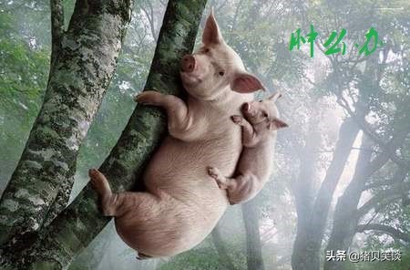 母猪外阴血肿在猪场很常见,是束手无策还是视若无睹