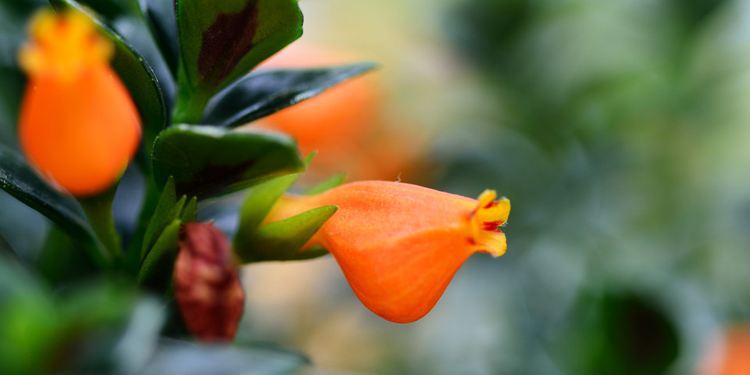 金鱼吊兰花苞期可以用磷酸二氢钾,金鱼吊兰怎么养才能长得快又茂盛