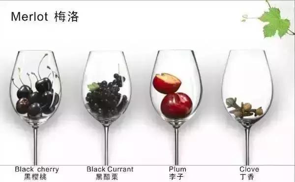 梅洛:红葡萄品种皇后,葡萄世界的领家女孩!