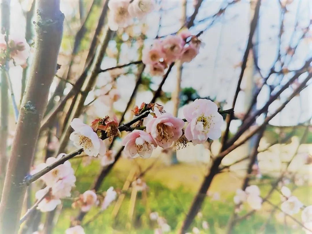 广州现在花开的季节,广州现在什么花开了