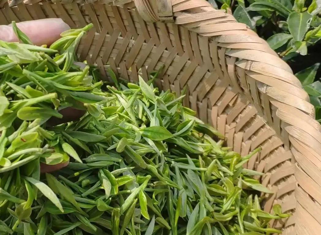 描写山茶梅花的诗句,描写茶梅花的诗句