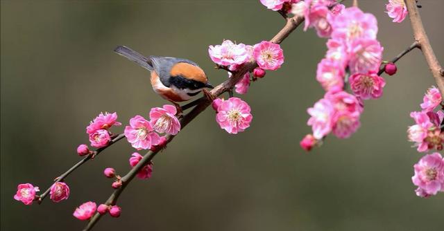 国花选哪种,国花的选定方式