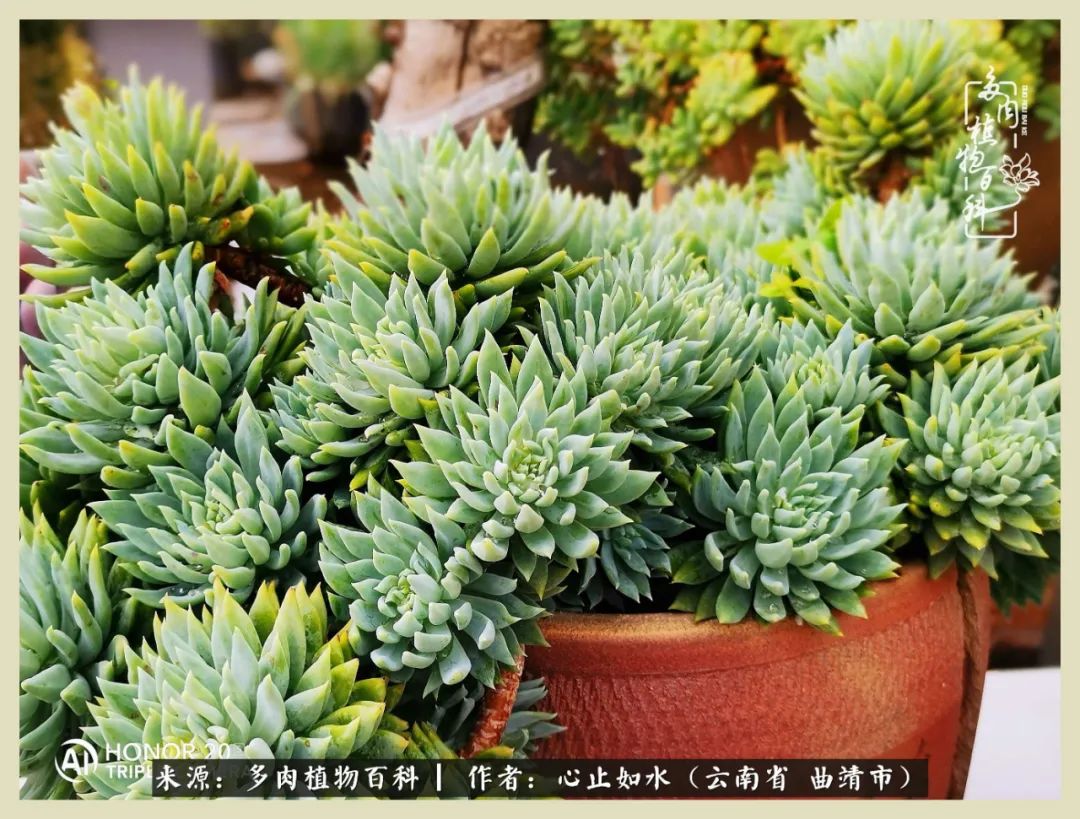 感谢陪伴感恩所有的遇见,让每个人都能感受到多肉的美好