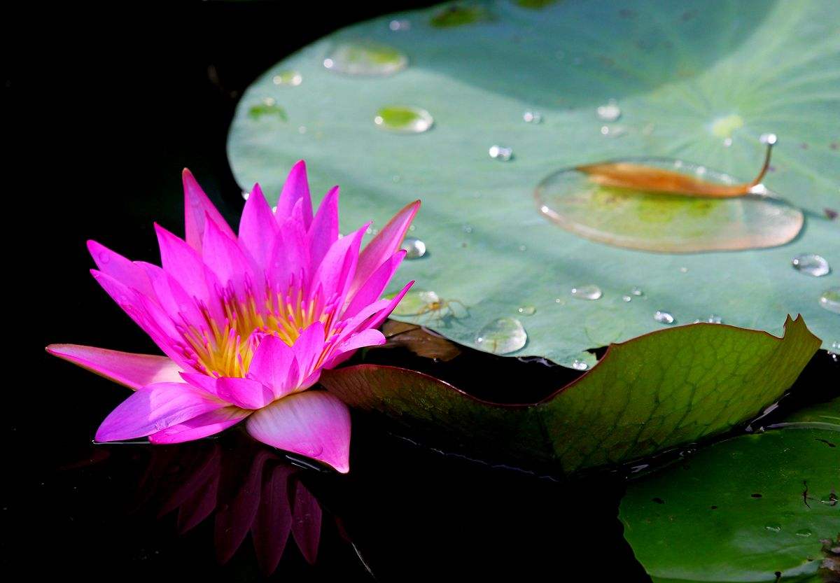 睡莲怎么养才能开花开得又大又好,睡莲在淤泥里也能开出美丽的花