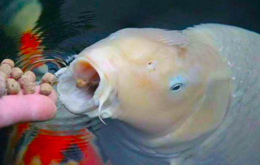 养锦鲤新手必备十大忠告,锦鲤养出又粗又壮需要什么条件