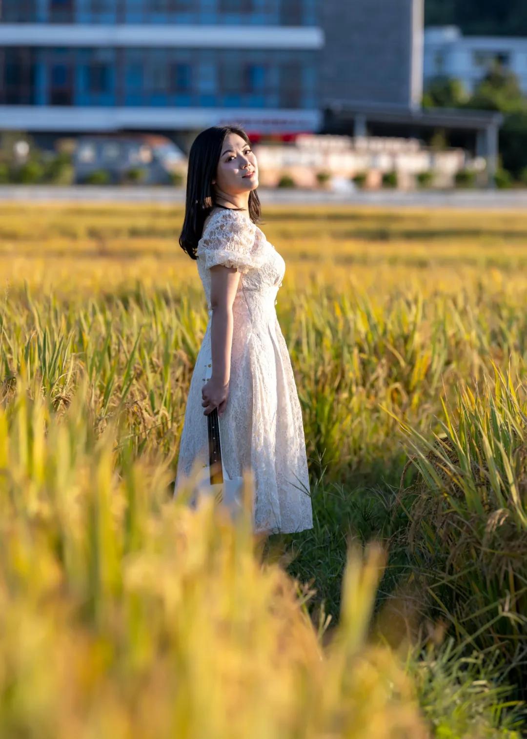 惠阳的稻田,惠阳稻田美景