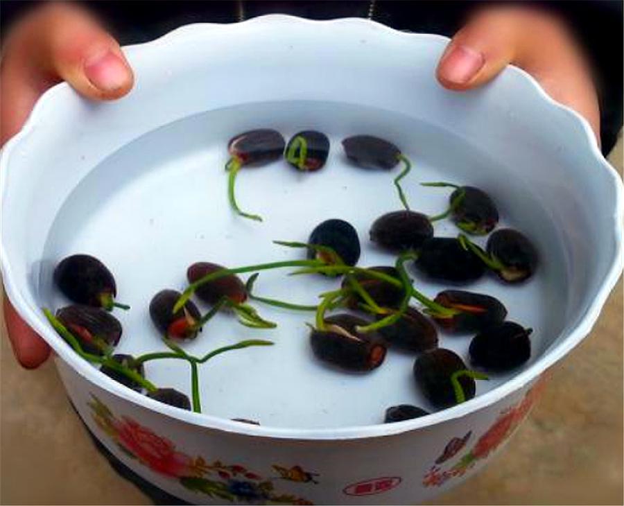 碗莲种植方法及生根方法,碗莲种植方法开花全过程