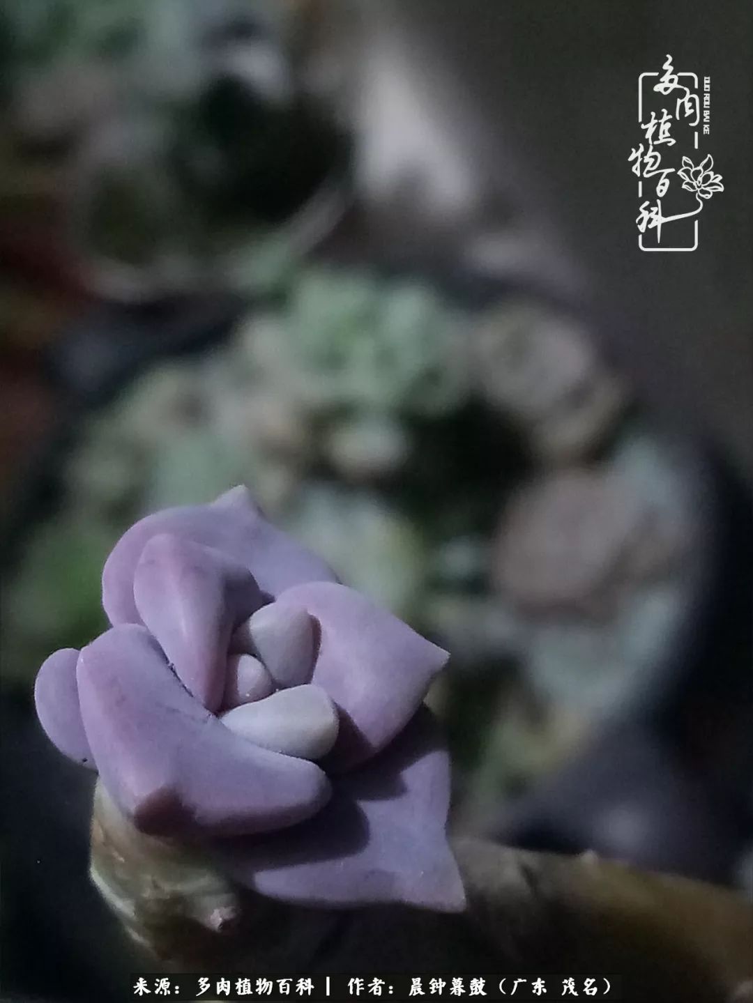 轻轻地告诉你,我的多肉也曾美过,不信你看看