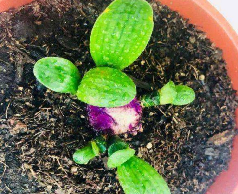 君子兰烂根了用生根液浇行吗,君子兰烂根后可以用碘酒杀菌吗