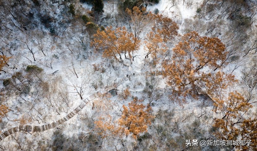 新加坡冻成狗,新加坡狂风暴雨来袭