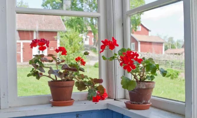 天竺葵夏天怎么浇水养才开花,天竺葵怎么养才一年四季开爆花