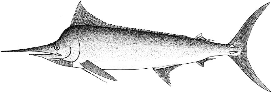 剑鱼vs旗鱼vs金枪鱼谁速度快,游得最快的海洋动物旗鱼