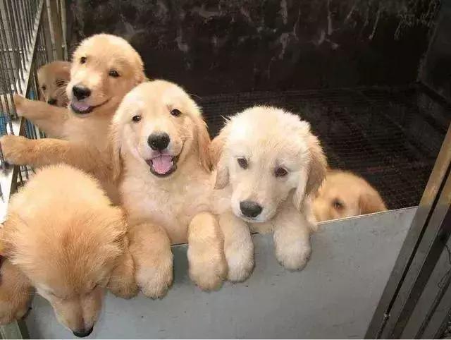 怎样才能解决金毛的体臭,金毛身上很臭怎么去除