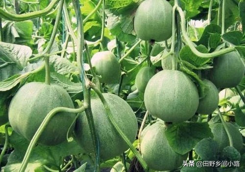 甜瓜的种植与管理技术,如何种植甜瓜质量好产量高