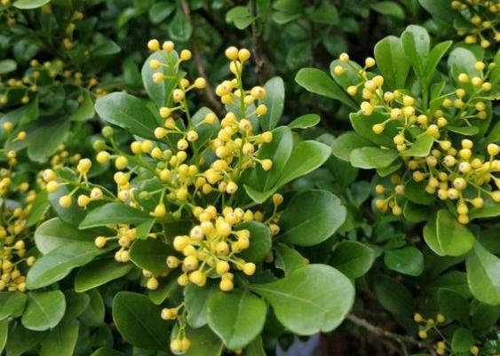 盆栽米兰花的养护技巧,米兰花盆栽养殖方法和注意事项