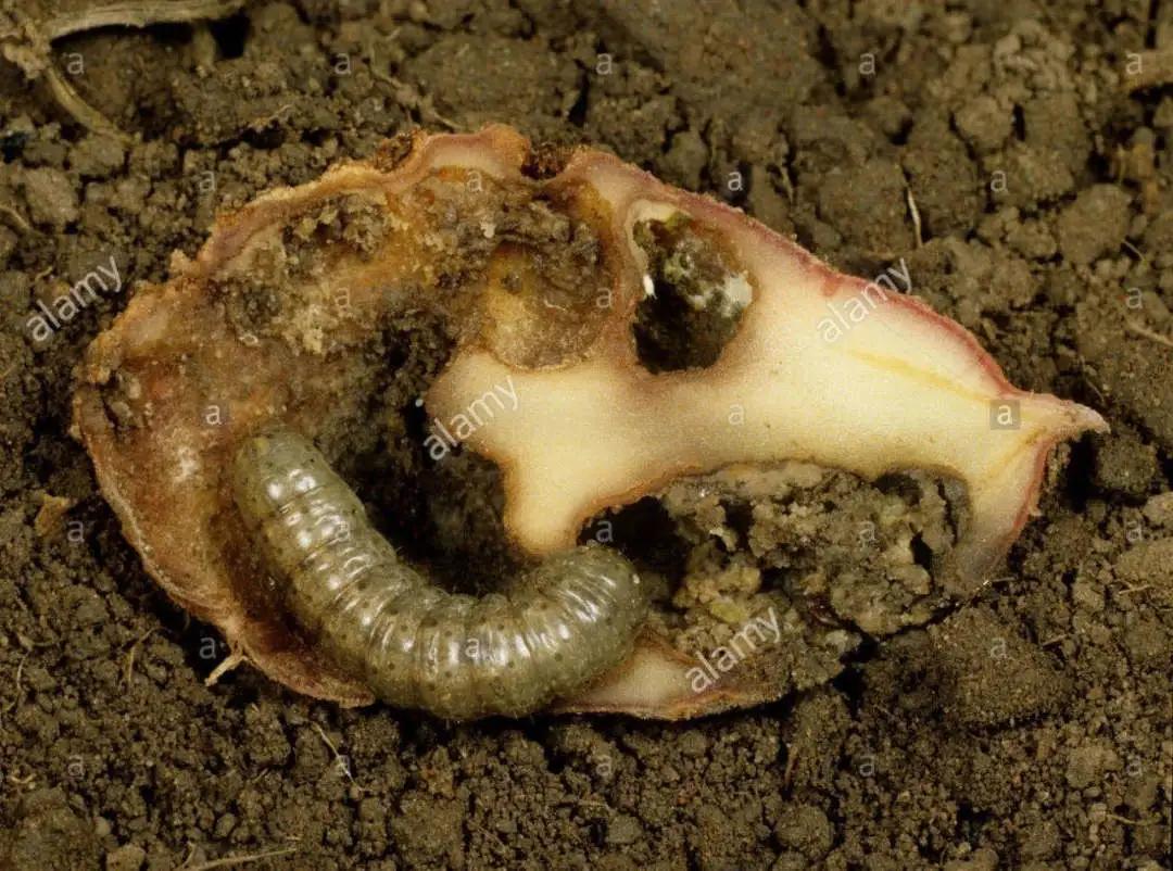 地上害虫怎样防治,土地地下害虫怎么防治