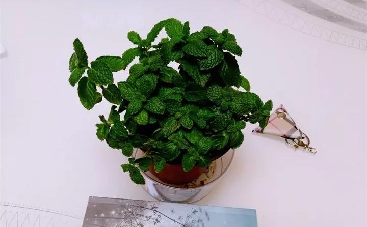 刚买的花，发蔫落苞加黄叶！为什么呢？多半是放错了位置