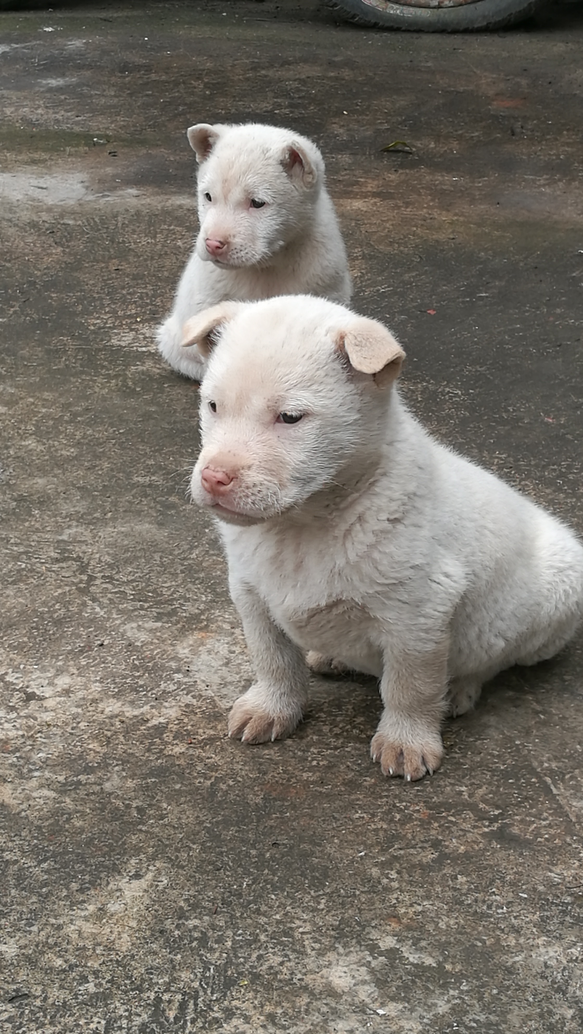 下司犬为什么不能随便养,下司犬真的好养吗