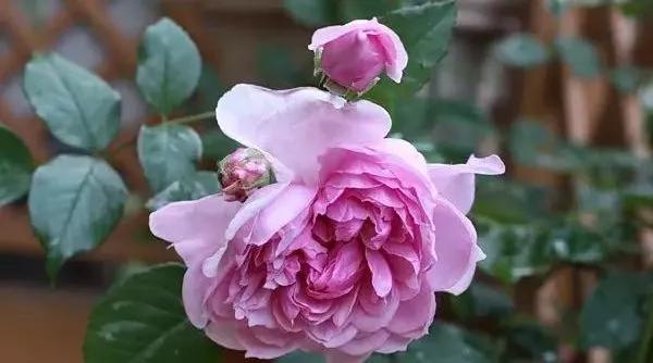 玫瑰有几种品种图片及名称,玫瑰品种分类名称及图片介绍