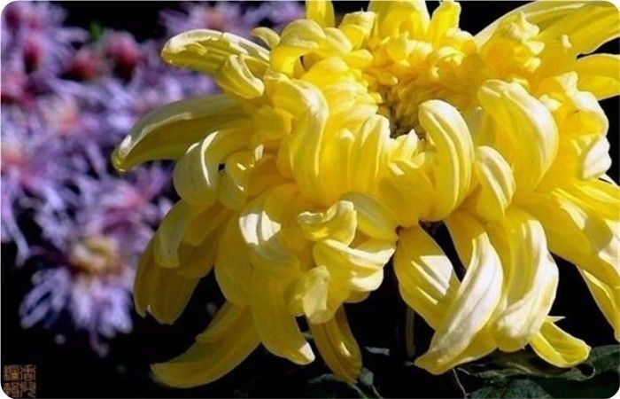 菊花100幅欣赏,菊花的十大绝美诗句