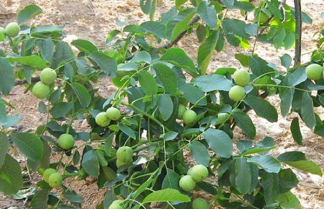 种植核桃两亩一年收入,核桃每亩产量多少