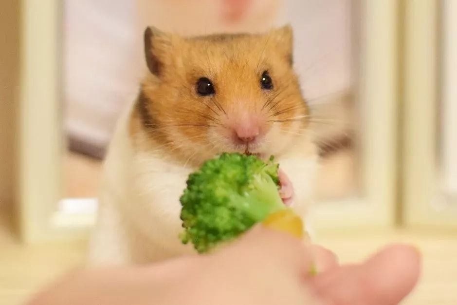 仓鼠不爱吃鼠粮只挑瓜子,仓鼠不爱吃小颗粒的食物