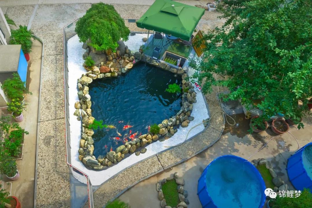 家庭锦鲤养殖常见病,锦鲤常见病统计表格