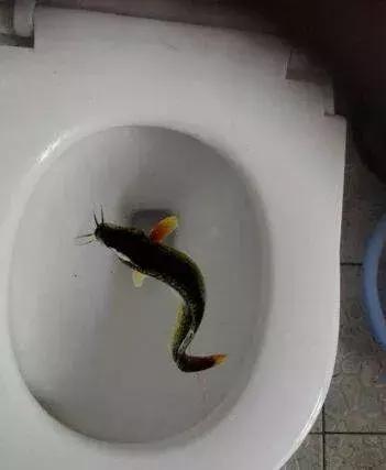 泥鳅疏通厕所靠谱吗,用泥鳅通厕所靠谱吗