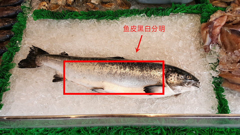 生吃三文鱼腥不腥,三文鱼怎样吃更好吃更简单