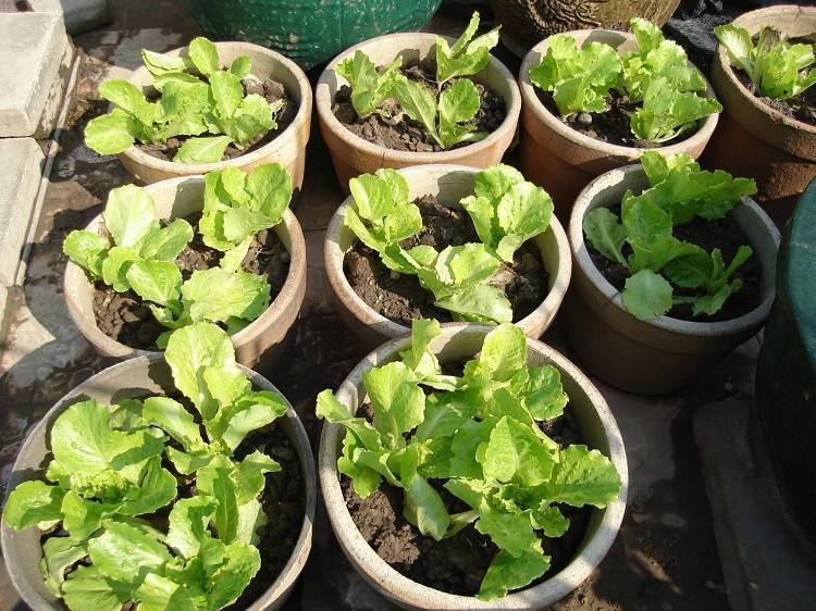 养花种菜再也不用担心土壤问题了,养花种菜怎么浇水好用