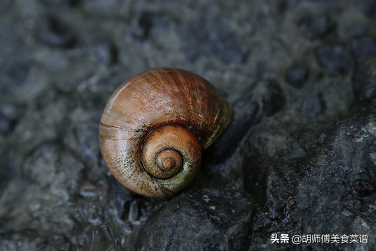 除了蝙蝠，这18种动物肉都是野生的，为了家人健康，一定要管住嘴